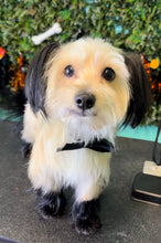 Load image into Gallery viewer, Creative Groom πΎπ¨ (Deposit Only)