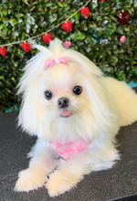 Load image into Gallery viewer, Deluxe 🐾Full Dog Groom (Deposit only)