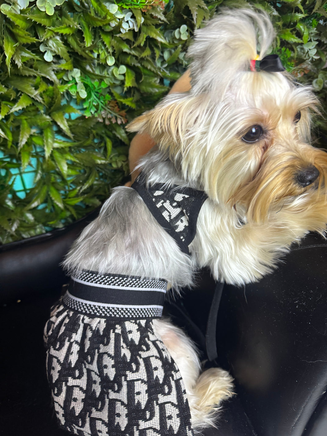 Waikiki Dog bathing suit