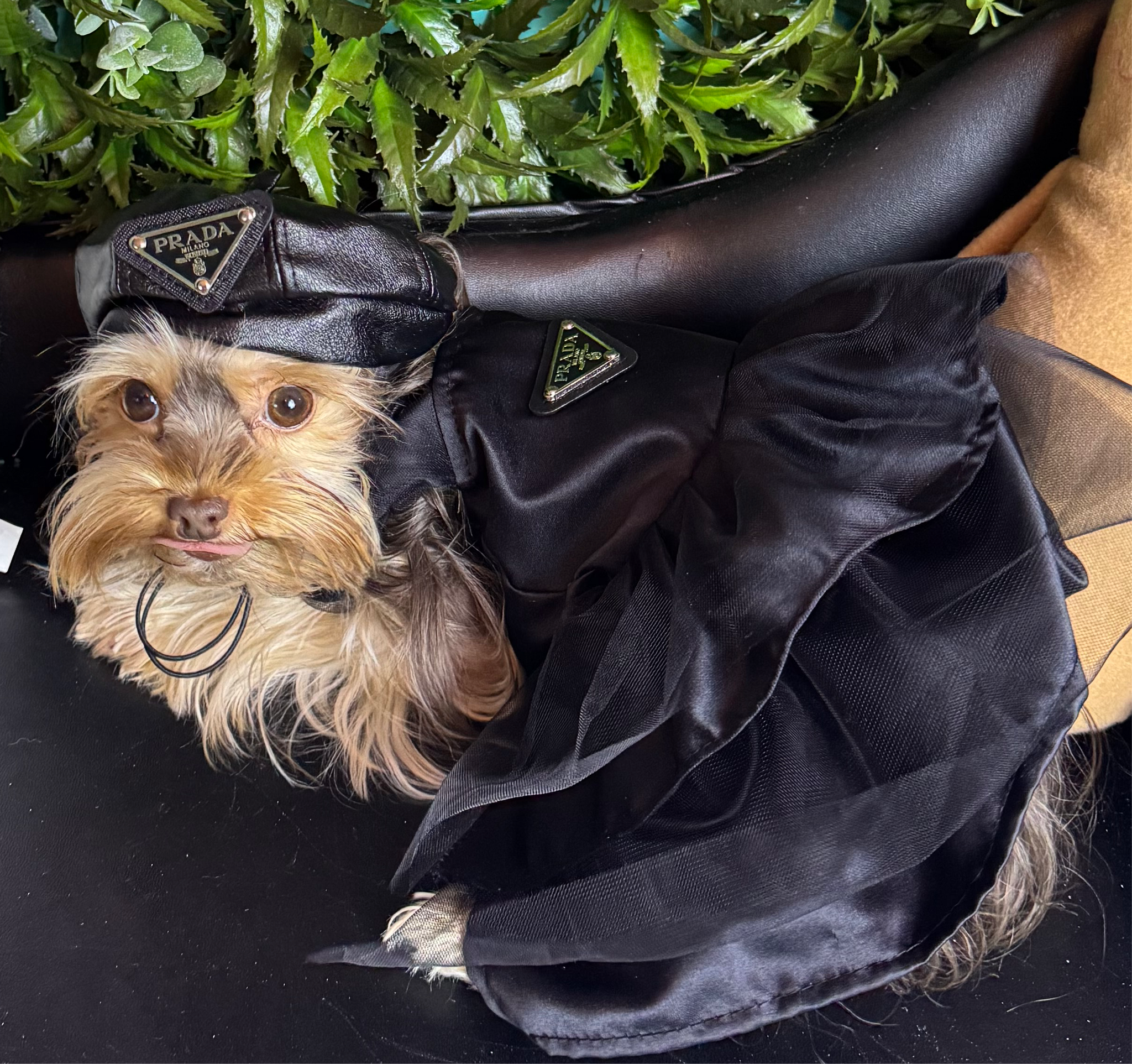 corset wedding dresses black Dog Fancy Black Suit Vest Waistcoat | Tuxedo in French main image 0