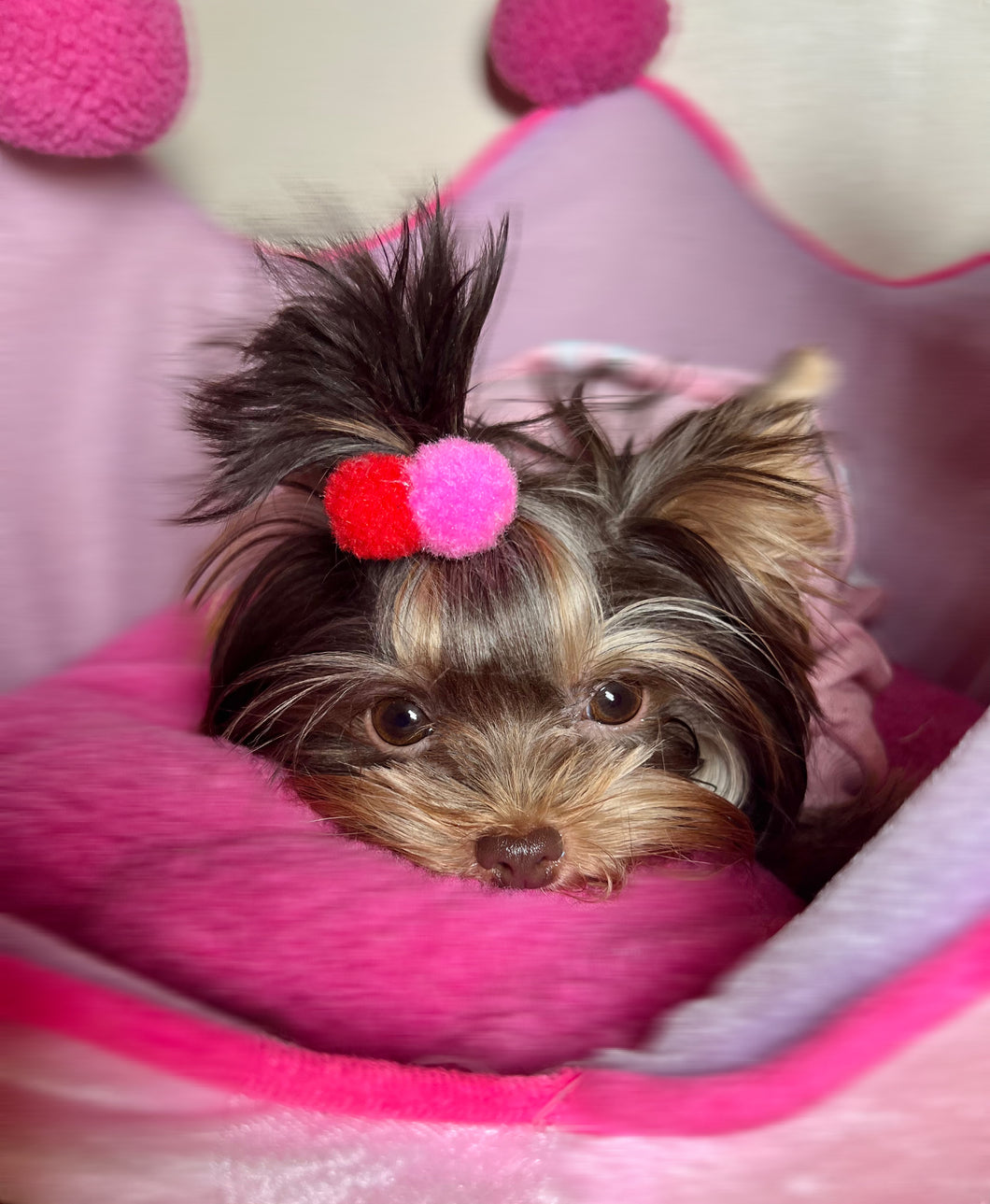 Red & Pink PomPom Hairtie